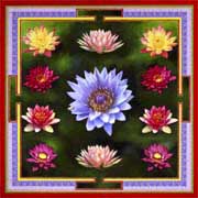 Tibetan Lotus